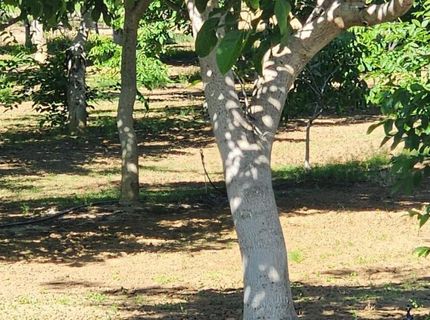 George Rd, Williams, CA 95987 Photo