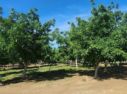 George Rd, Williams, CA 95987 Photo