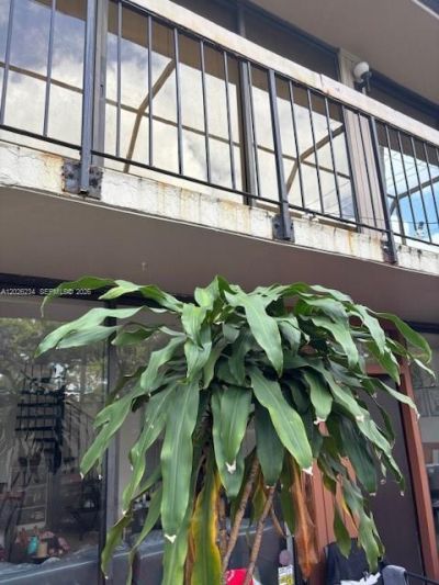 3190 Bird Ave, Unit 15, Coconut Grove, FL 33133 Photo