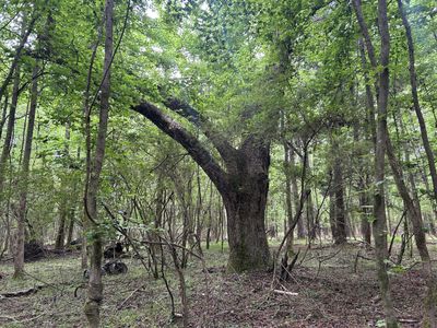 0 Pineview Farm Road, Lane, SC 29564