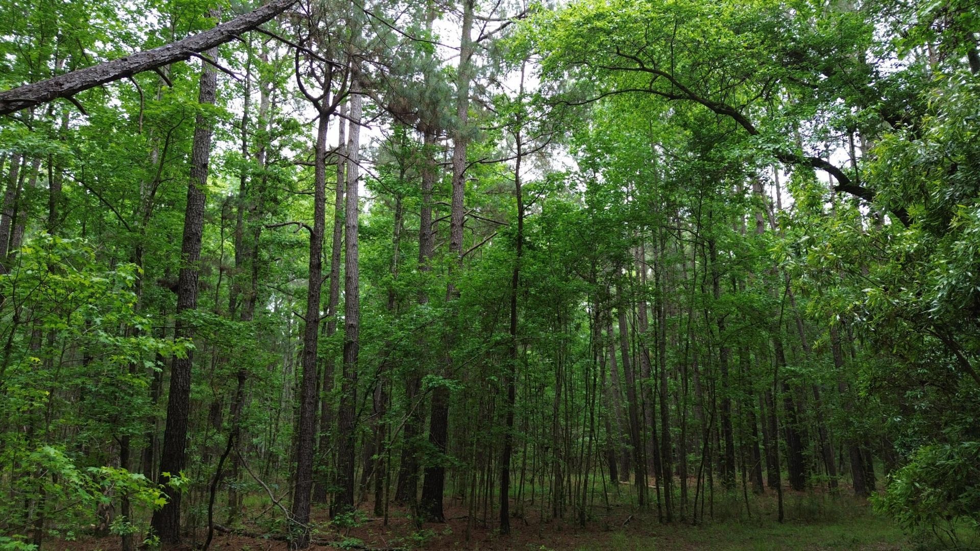 0 Pineview Farm Road Photo 13