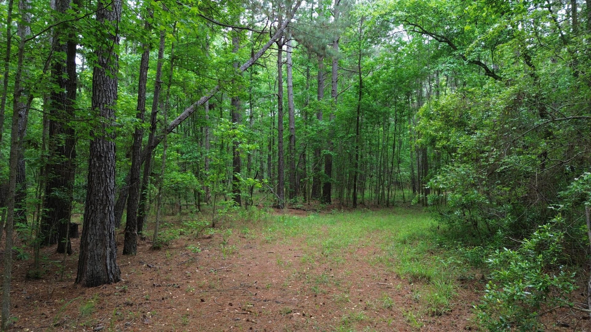 0 Pineview Farm Road Photo 14