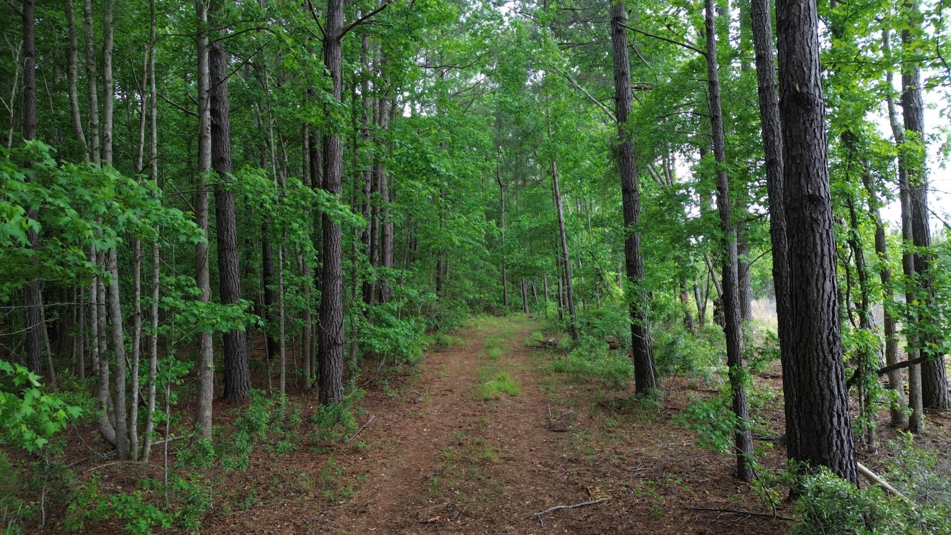 0 Pineview Farm Road Photo 17