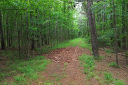 0 Pineview Farm Road photo 4