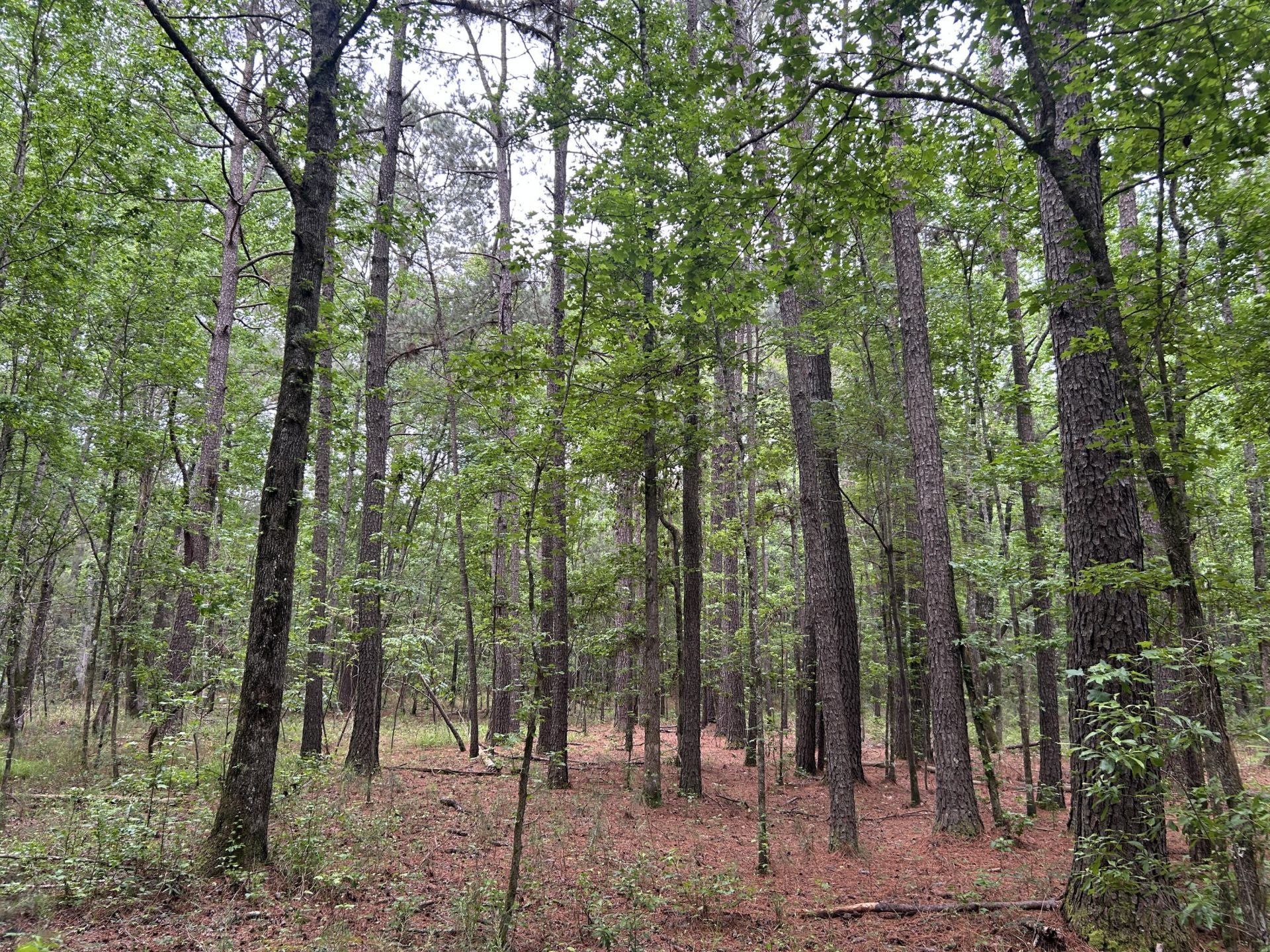 0 Pineview Farm Road Photo 4