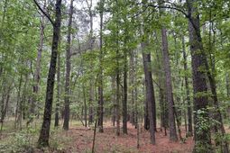 0 Pineview Farm Road photo 4