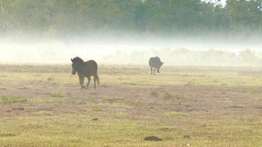 8206 Back Road, Plant City, FL 33565 Photo