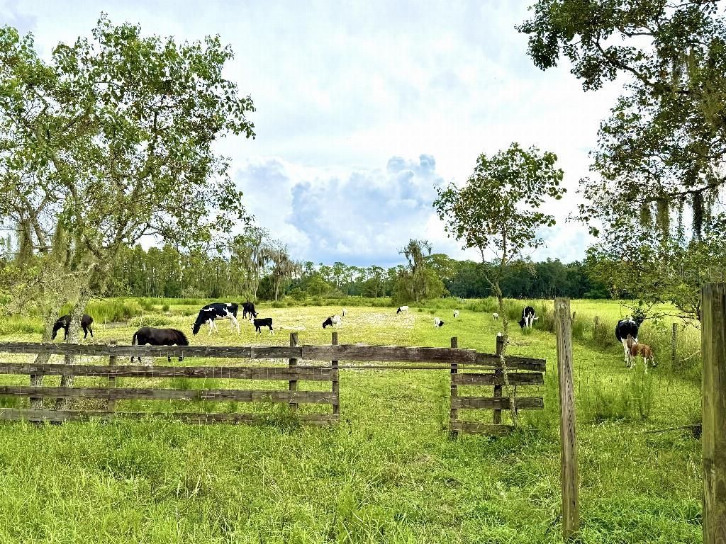 8206 Back Road, Plant City, FL 33565 Photo