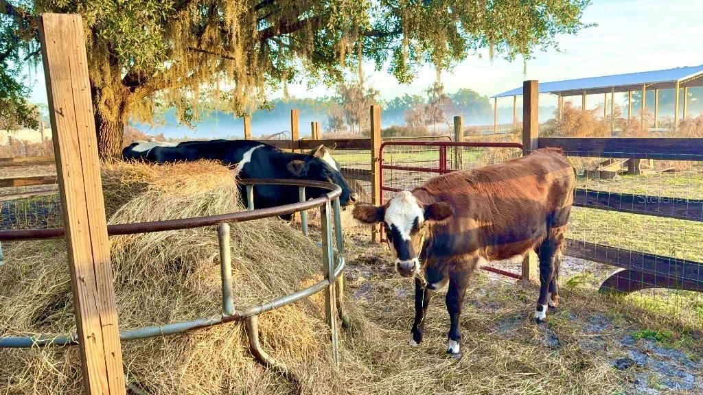 8206 Back Road, Plant City, FL 33565 Photo