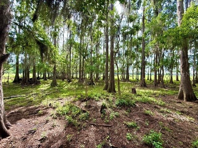 8206 Back Road, Plant City, FL 33565 Photo