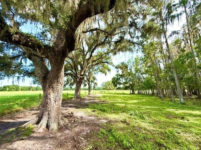 8206 Back Road, Plant City, FL 33565 Photo