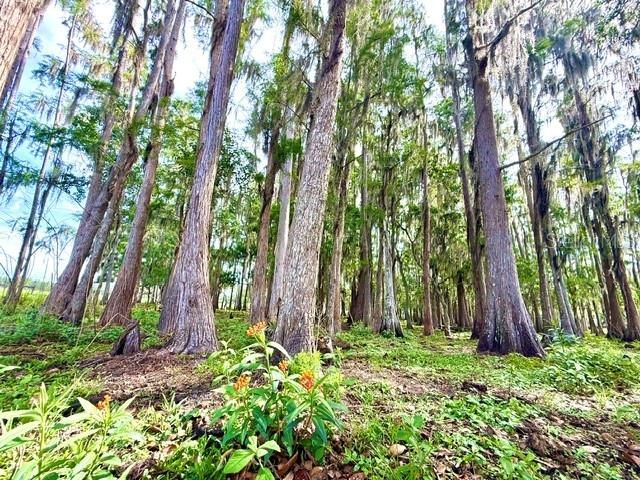 8206 Back Road, Plant City, FL 33565 Photo