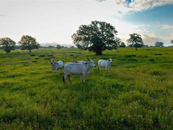 000 Hofferek RD, Rosanky, TX 78953