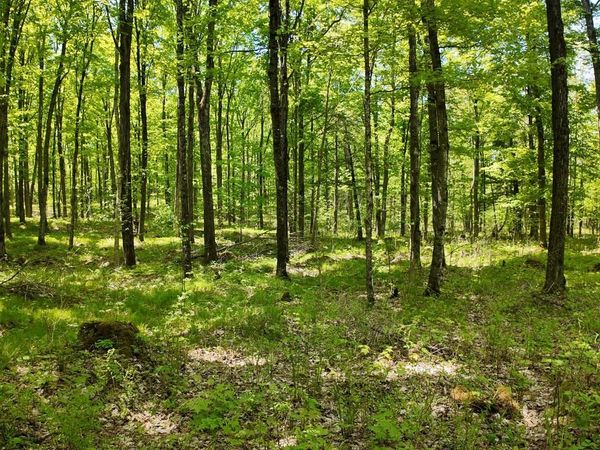 Lot 1 FEDERAL FOREST ROAD 3903 ROAD, Laona, WI 54541