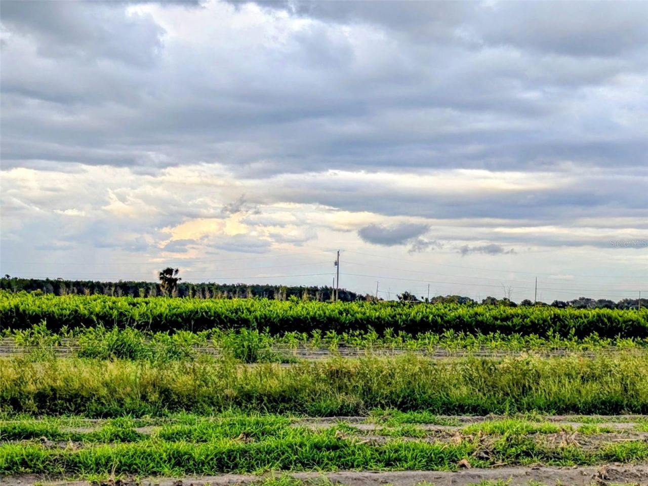 0 Mineral Branch Road, Zolfo Springs, FL 33890 Photo