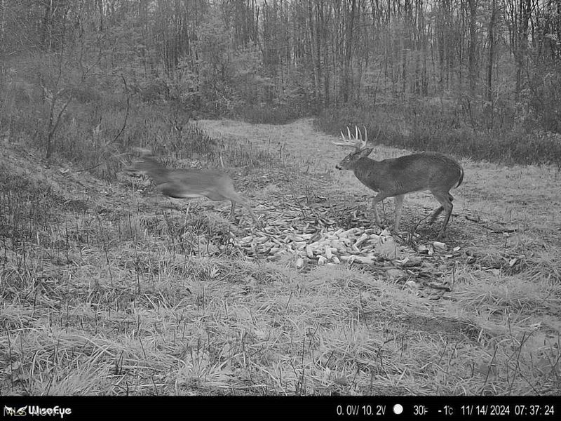 95 acres Newlon Road, Malta, OH 43758 Photo 21