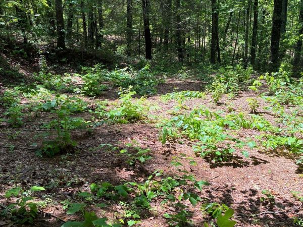 L66 67 Lynx Court, Unit 66 67, Ellijay, GA 30540