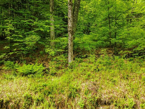 Lot 67 Camp Brook Road, Alstead, NH 03602
