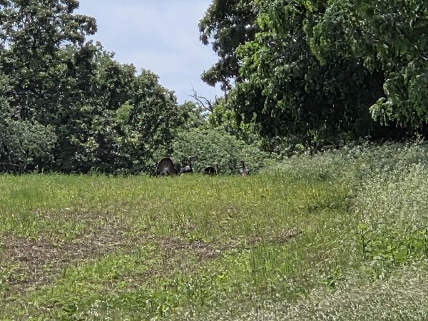 1023 NE 40th Road , Lamar, MO 64759