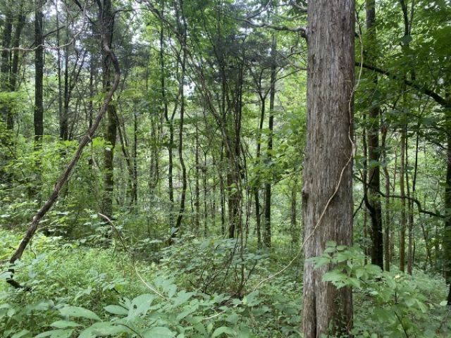0 N Of Eagle Ridge Ln , Lot #34, Granville, TN 38564 Main Photo