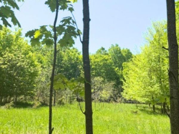 Loomis Road, East Jordan, MI 49727
