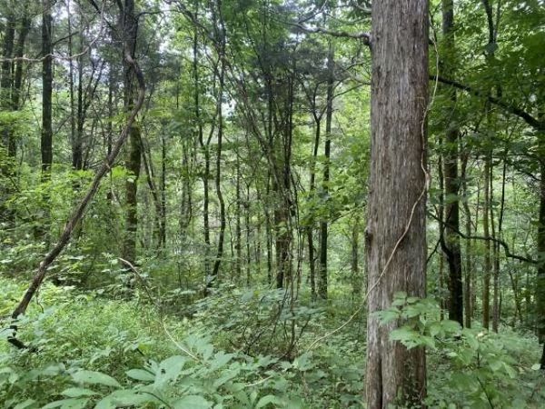 0 N Of Eagle Ridge Ln Lot 35, Granville, TN 38564