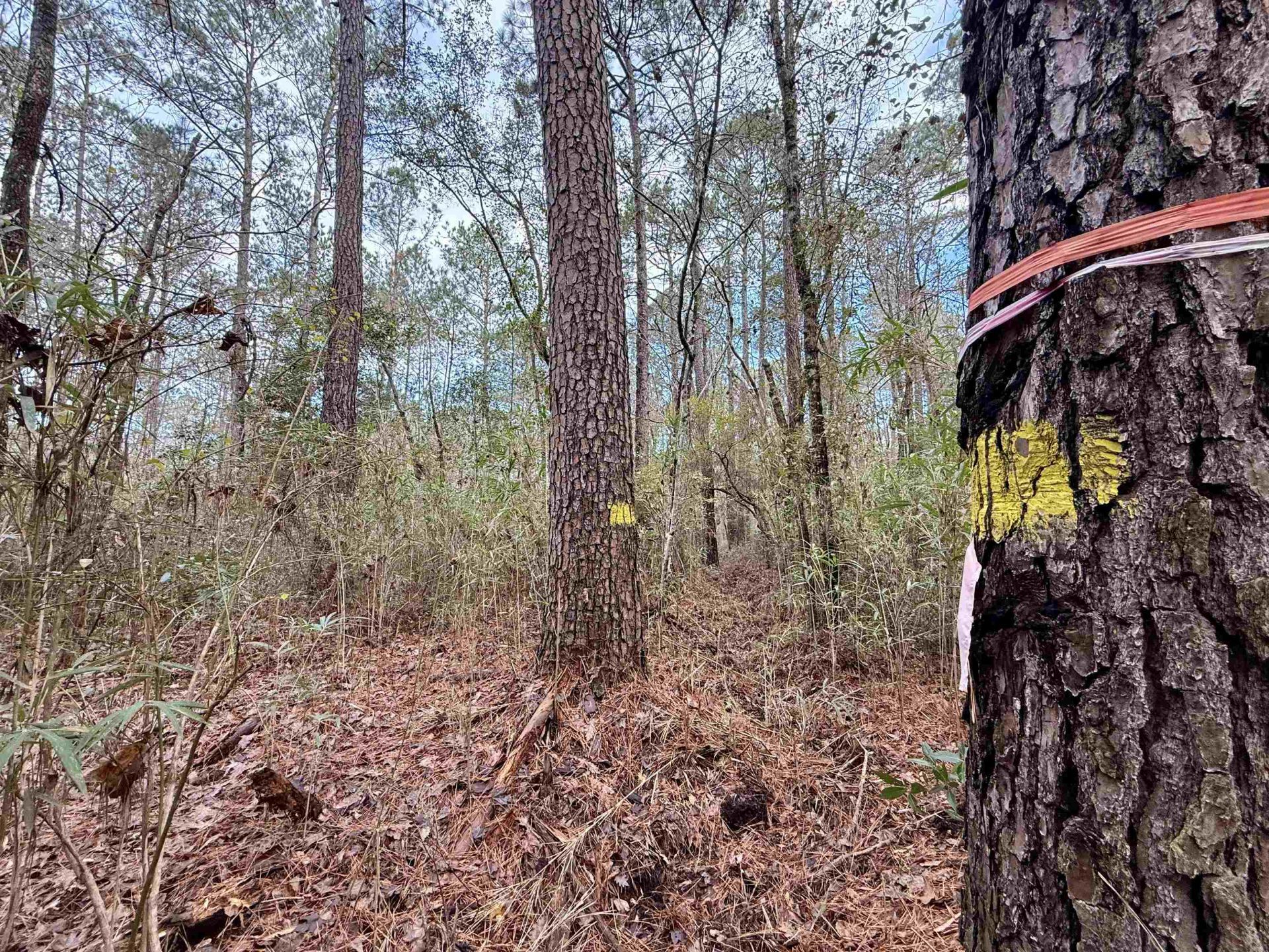 Tract B - Tbd Pennyroyal Rd.  Photo 20