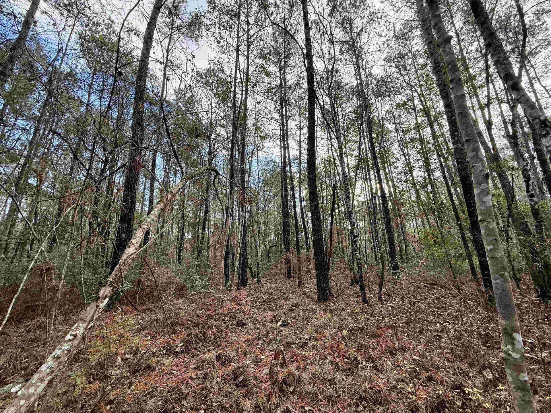 Tract B - Tbd Pennyroyal Rd.  Photo 21