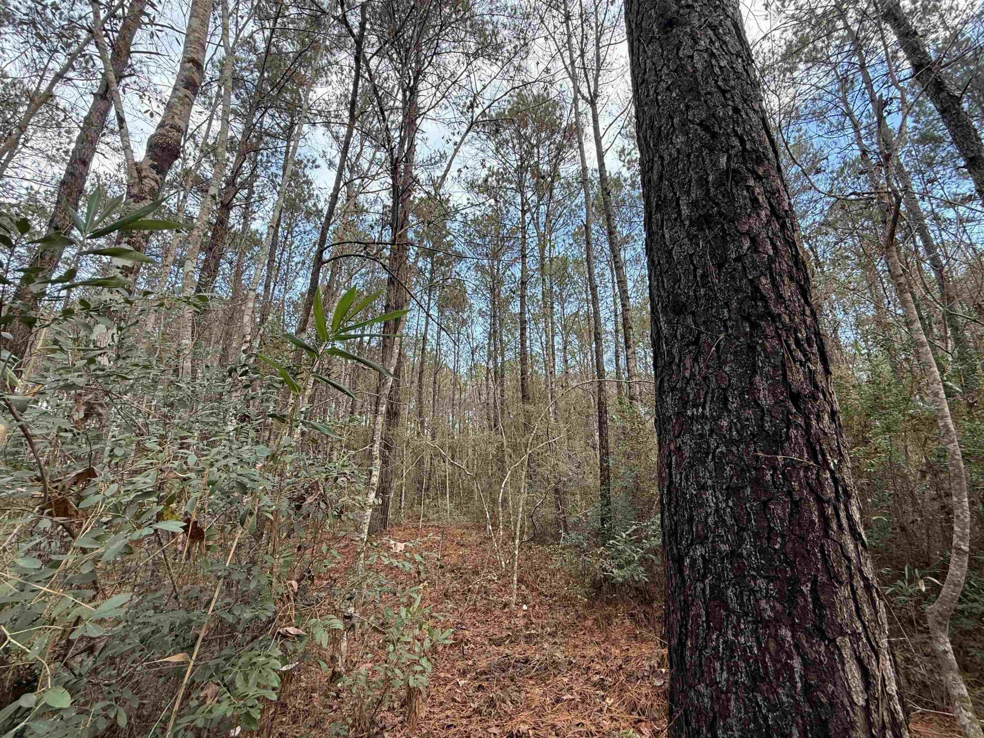 Tract B - Tbd Pennyroyal Rd.  Photo 22