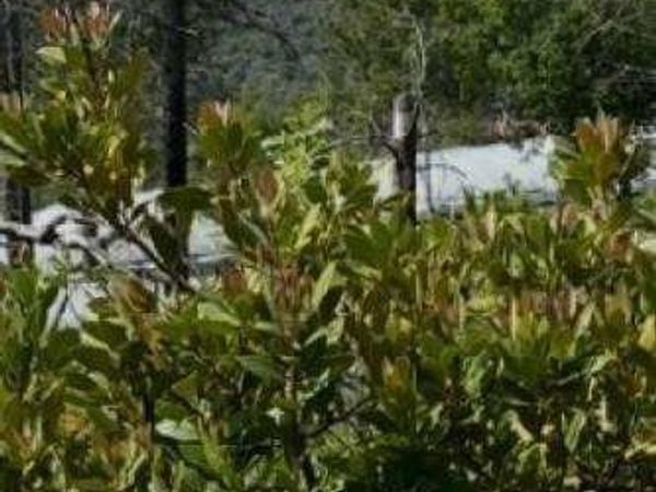 0 condor, Cherokee, CA 95965