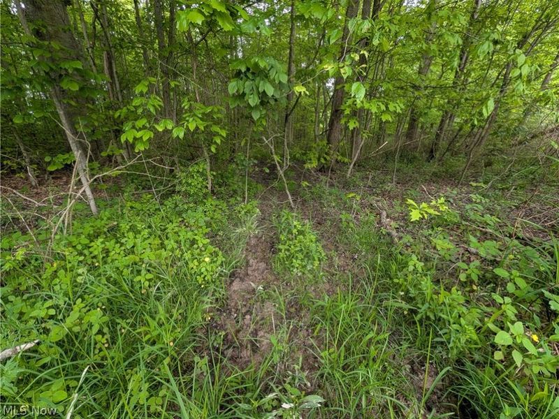 W Western Reserve Road , Canfield, OH 44406 Photo 7