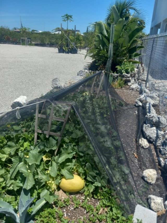 251 Pelican Lane, Big Pine Key, FL 33043 Photo
