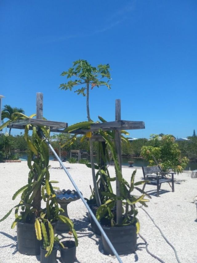 251 Pelican Lane, Big Pine Key, FL 33043 Photo
