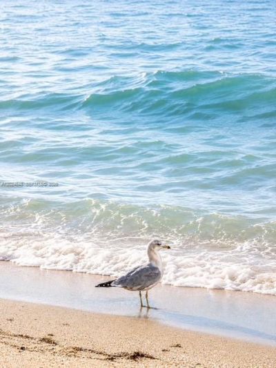 3140 S Ocean Dr, Unit 1705, Hallandale Beach, FL 33009 Photo