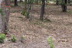 Lot 1 Quattlebaum Drive  photo 4