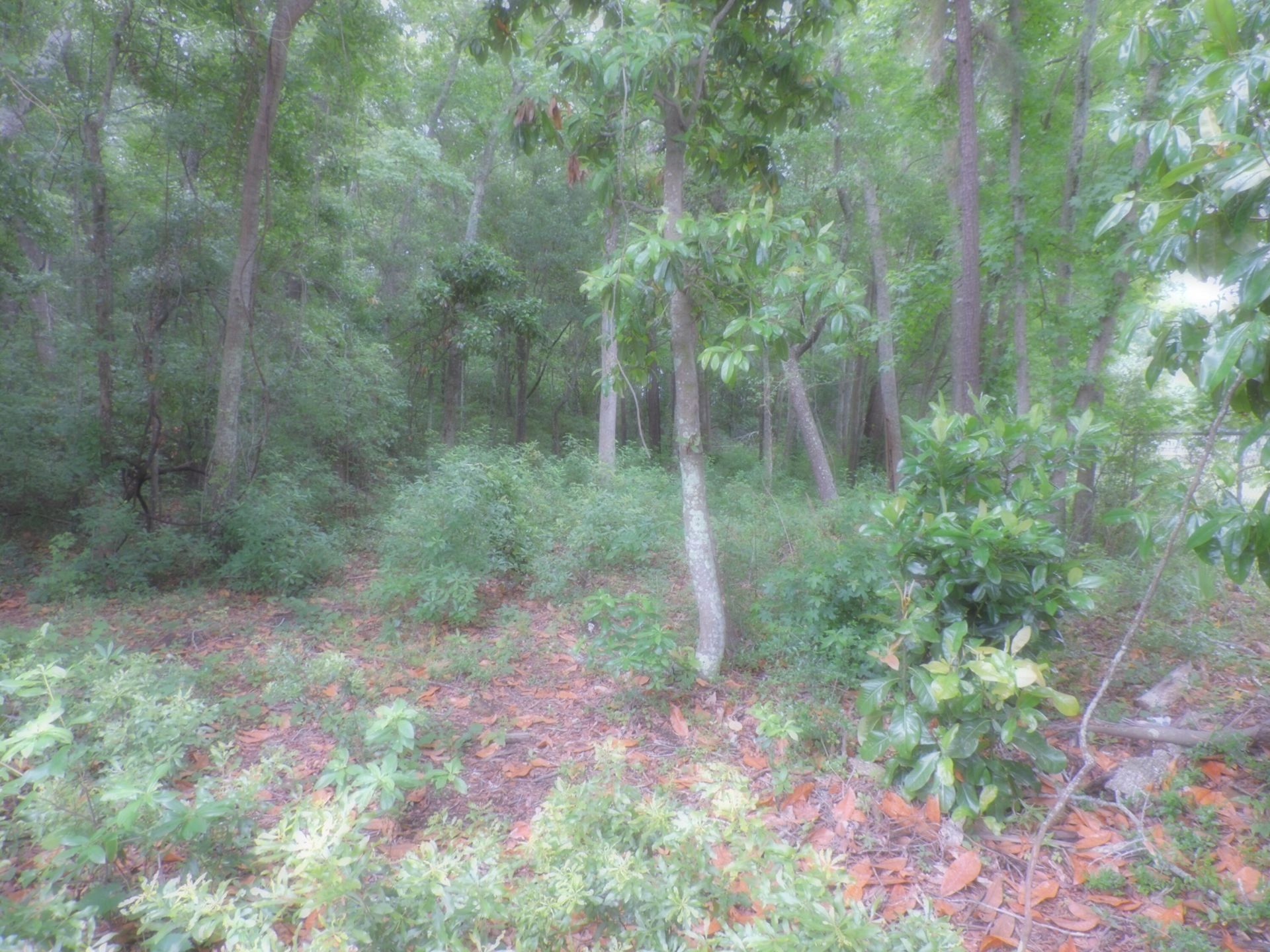 0 Folly Road Photo 5