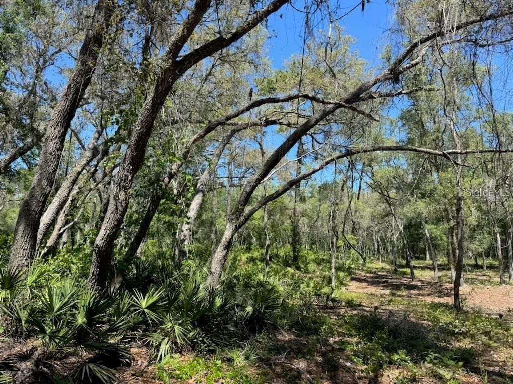 Citadel Drive, Webster, FL 33597 Photo
