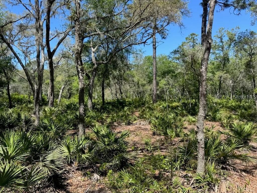 Citadel Drive, Webster, FL 33597 Photo