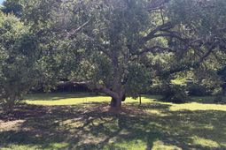 1120 Graham Street photo 4