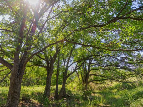 TBD County Road 180 Covered Meadows Ranch RD, Purmela, TX 76566