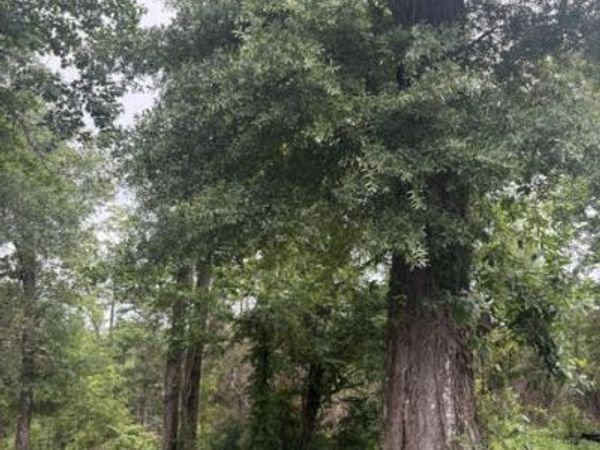 2435 Douglas Pond Road , Marianna, FL 32446