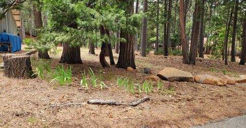 7363 Shasta Forest Drive, Shingletown, CA 96008 Photo