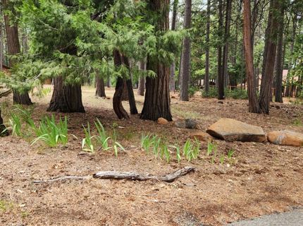 7363 Shasta Forest Drive, Shingletown, CA 96008 Photo