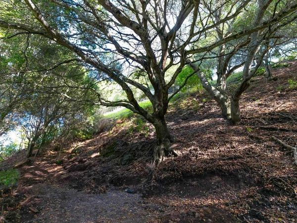 20 Lucille Way, Orinda, CA 94563