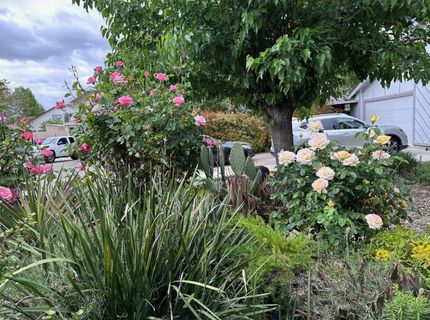 6838 Olive Tree Way, Citrus Heights, CA 95610 Photo