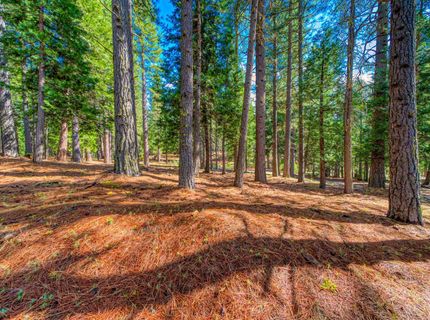 954 Red Fox Road, Clio, CA 96106 Photo