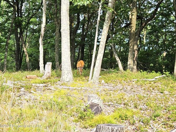 NR Lot 207 Little Bear Lane, Hazle Twp, PA 18202