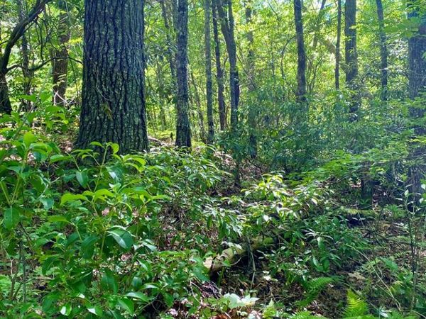00 Deer Run, Robbinsville, NC 28771