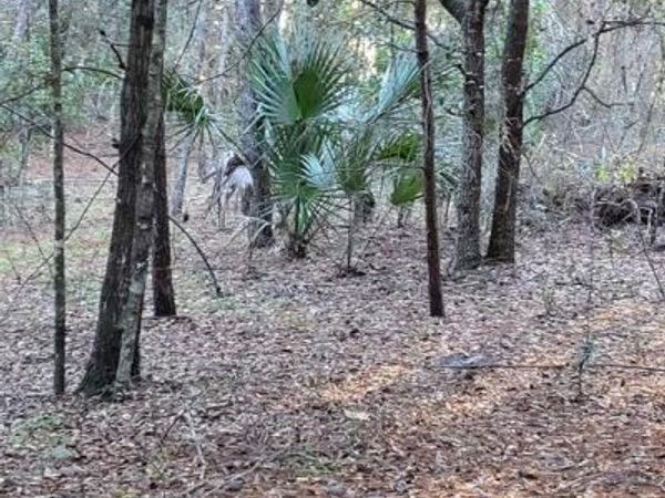 0 00 BEULAH CHURCH RD, Crescent City, FL 32112