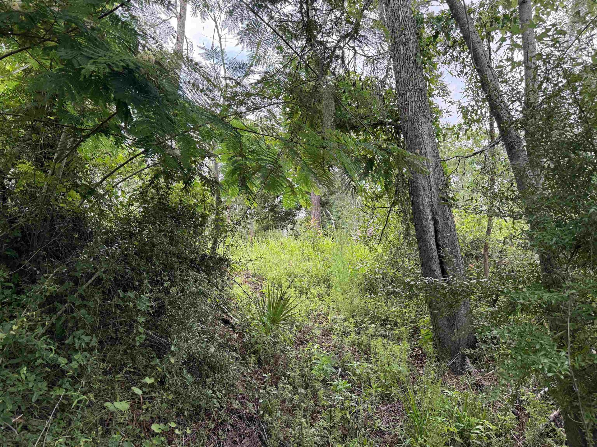 0000 NE Chervil Drive , Lee, FL 32059 Photo